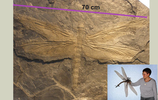 Huge dragonflies